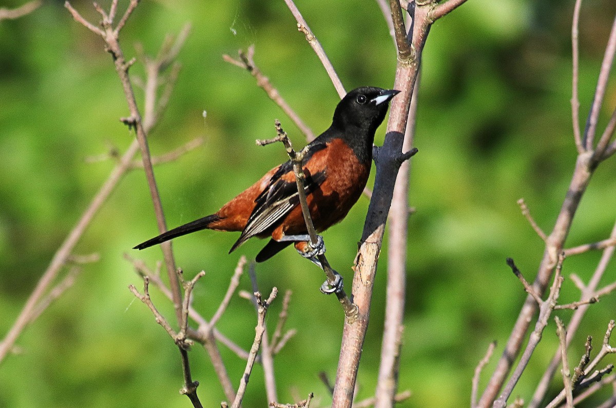 Orchard Oriole - ML619439946