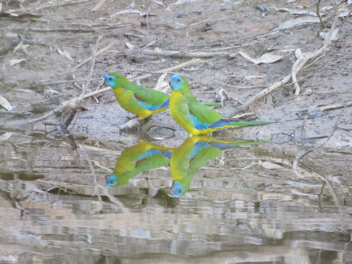 Turquoise Parrot - ML619439951