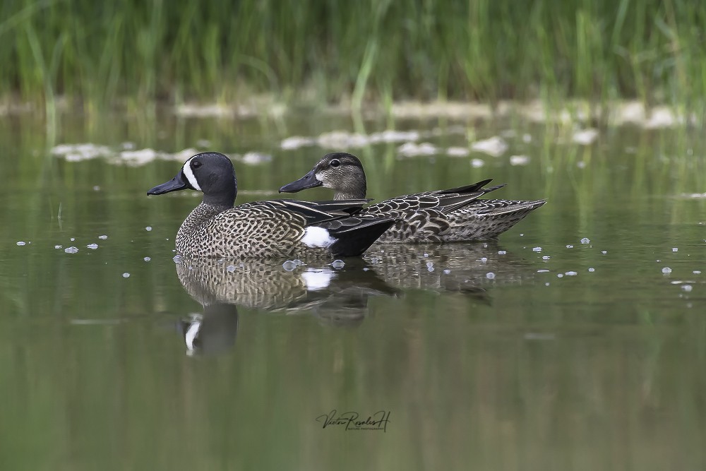 Blue-winged Teal - ML619439961