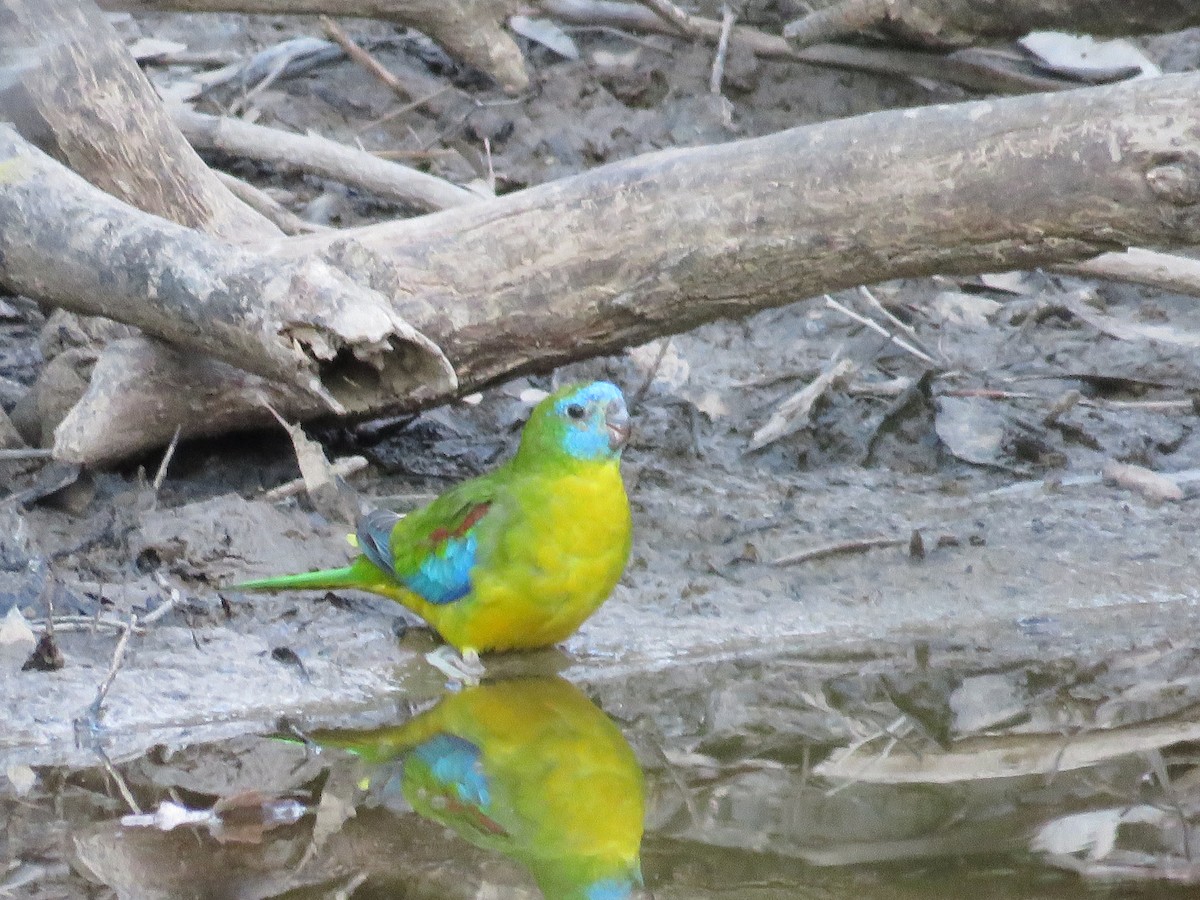 Turquoise Parrot - ML619439972
