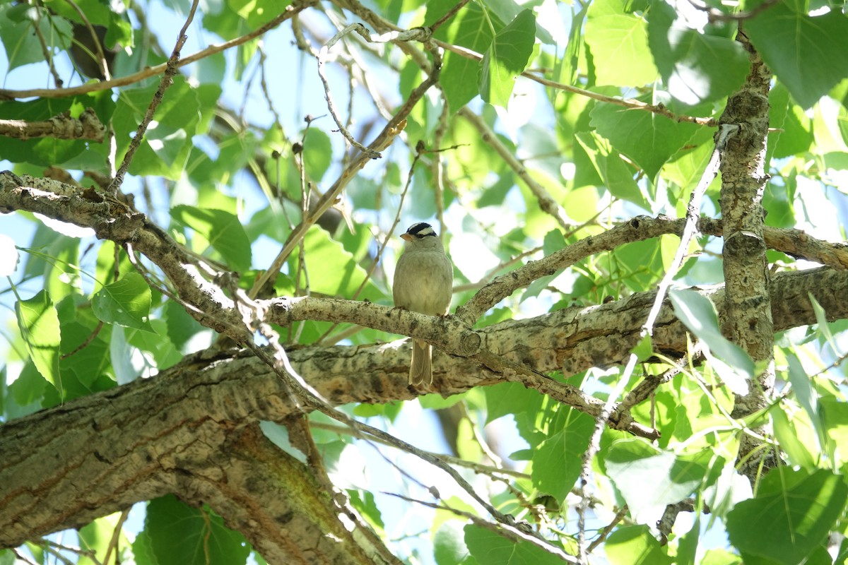 White-crowned Sparrow - ML619439975