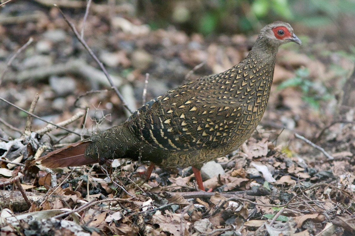 Swinhoe's Pheasant - ML619440057