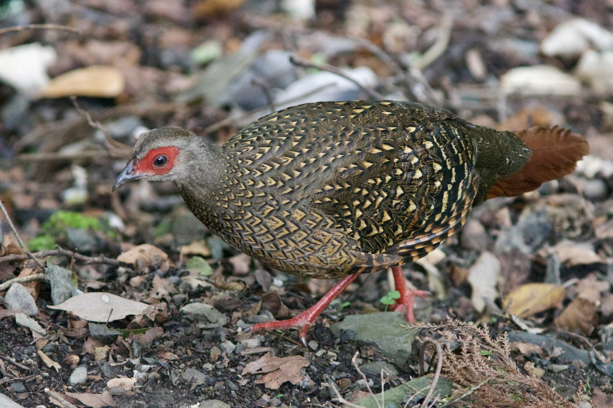 Swinhoe's Pheasant - ML619440066