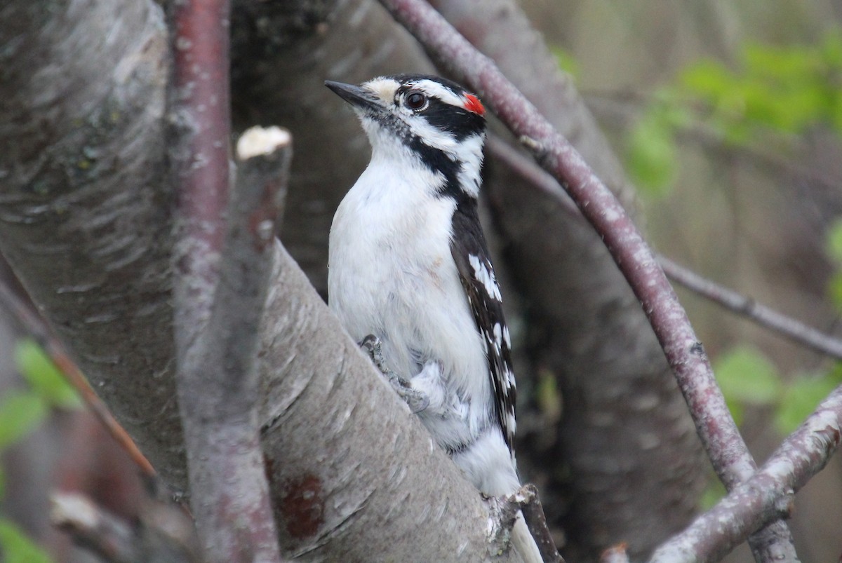 Downy Woodpecker - ML619440105