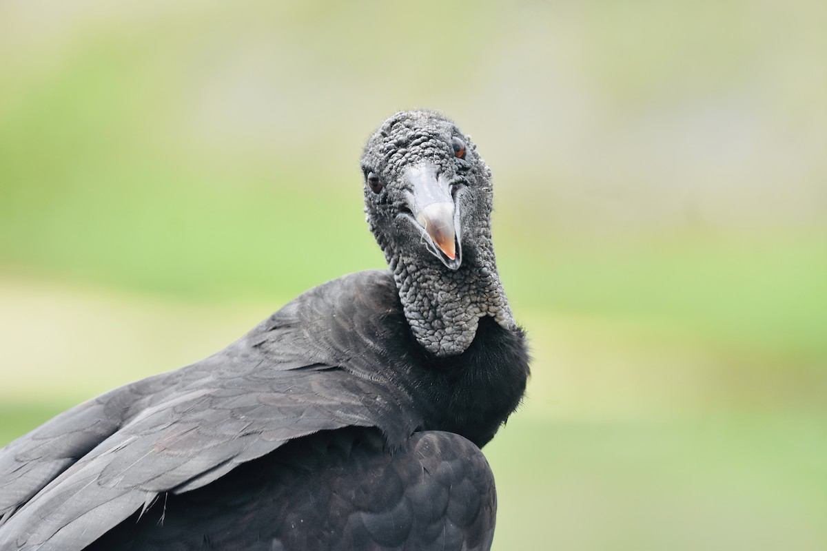 Black Vulture - ML619440129