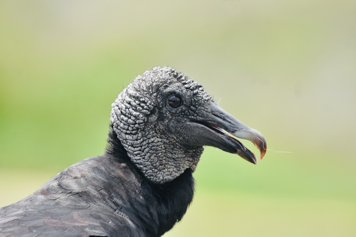 Black Vulture - ML619440130