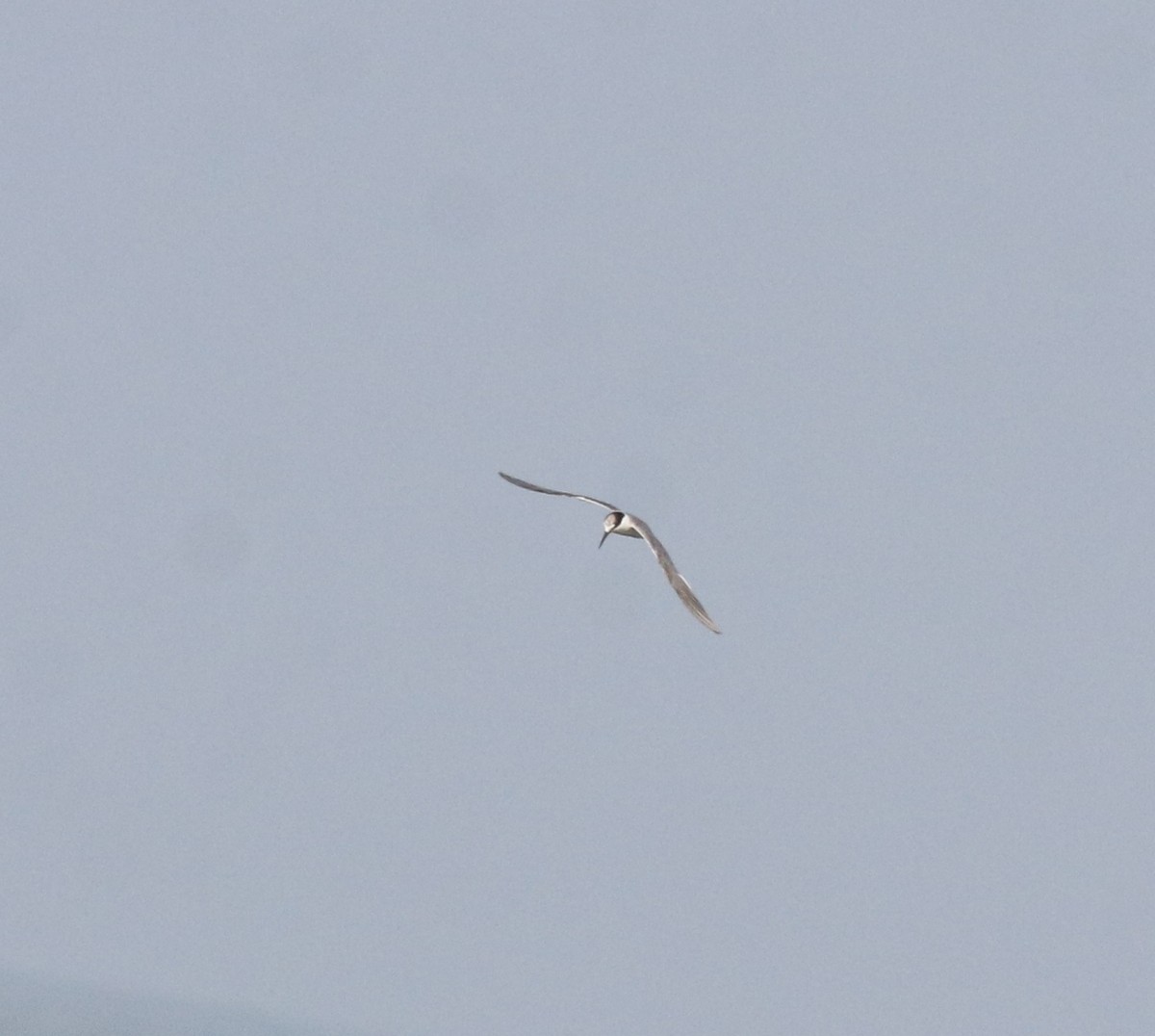Little Tern - ML619440156