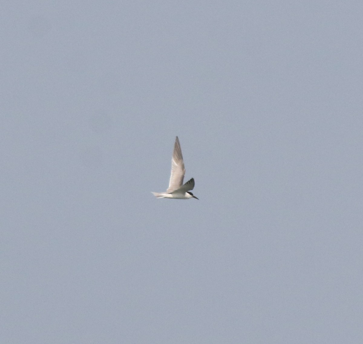 Little Tern - ML619440159