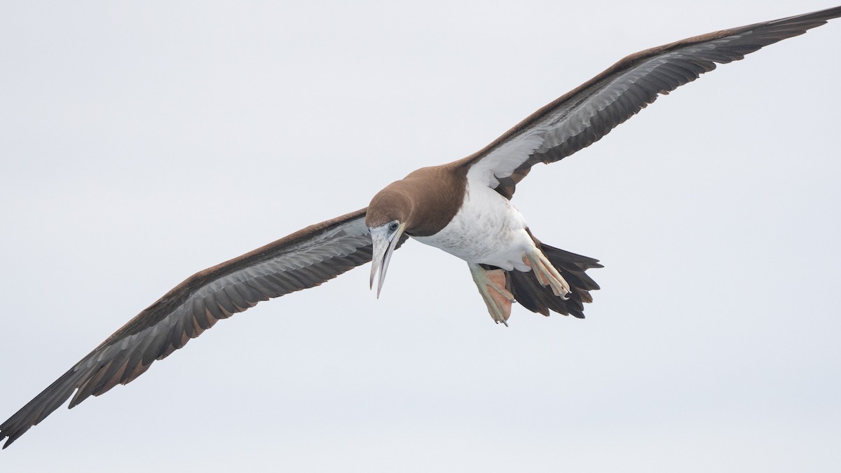Brown Booby - ML619440218