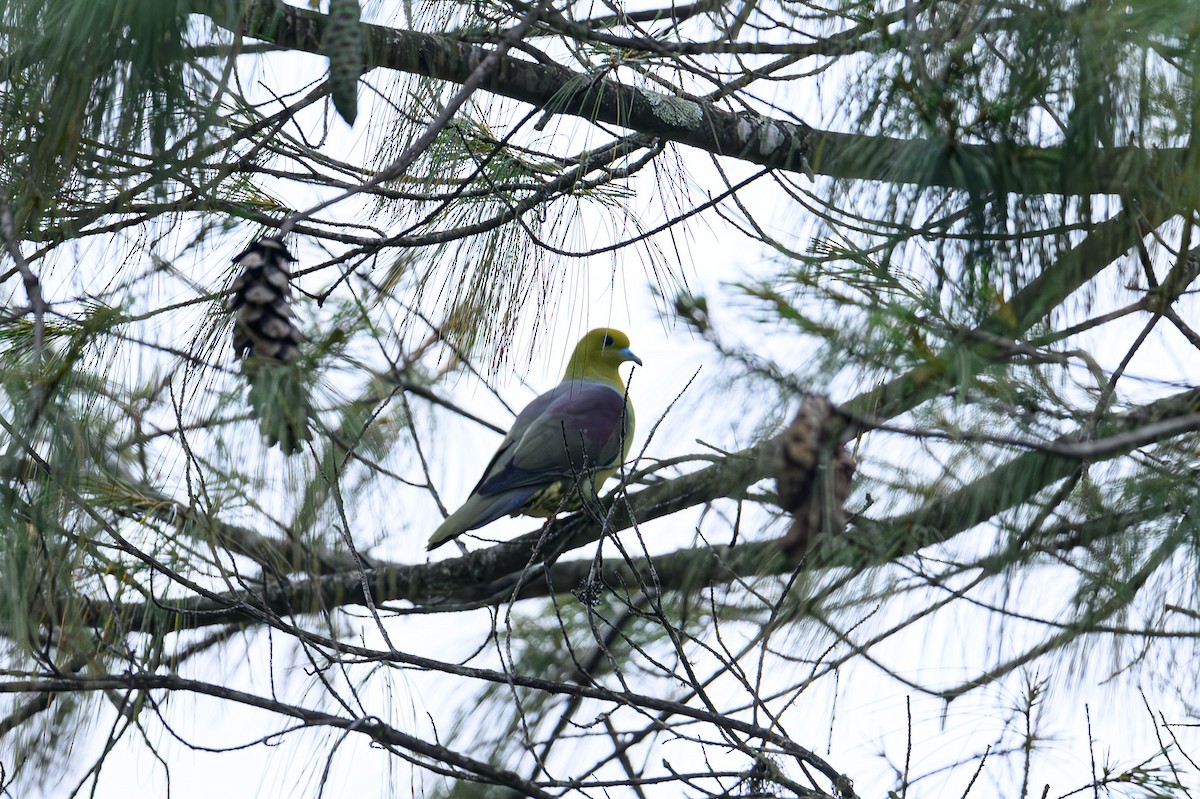 Wedge-tailed Green-Pigeon - ML619440235
