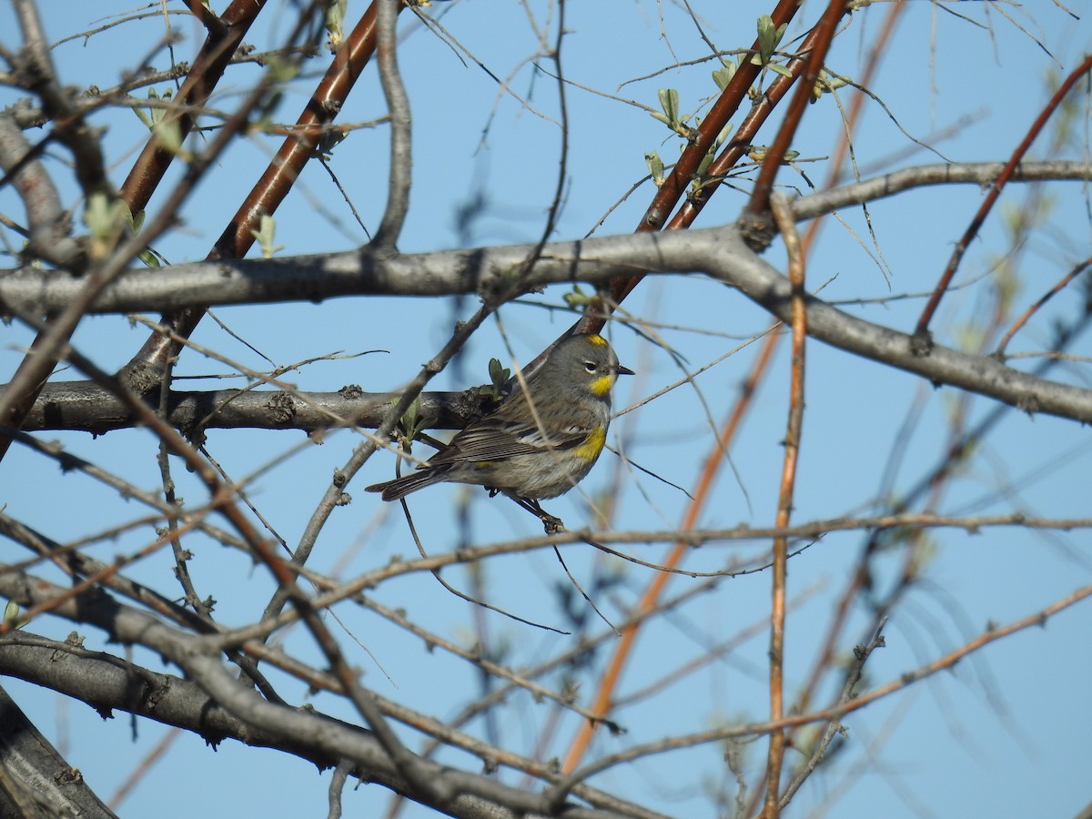 Yellow-rumped Warbler (Audubon's) - ML619440262