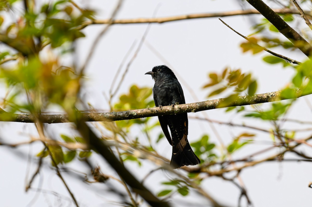 Square-tailed Drongo-Cuckoo - ML619440265