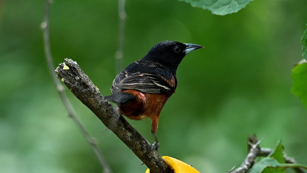 Orchard Oriole - ML619440276