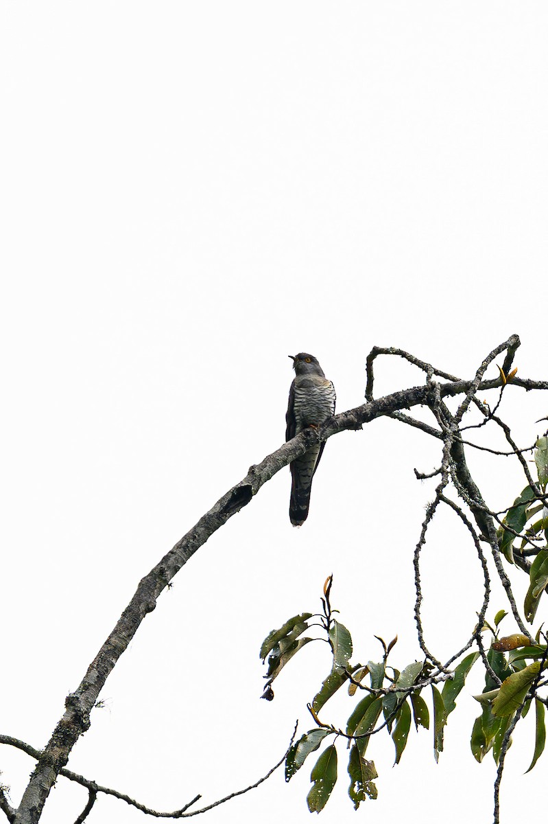Indian Cuckoo - ML619440290