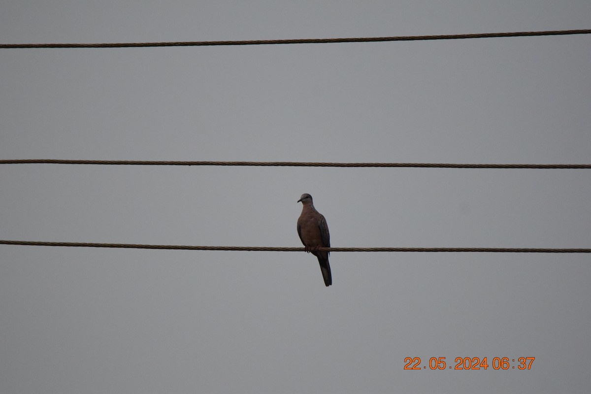 Spotted Dove - ML619440308