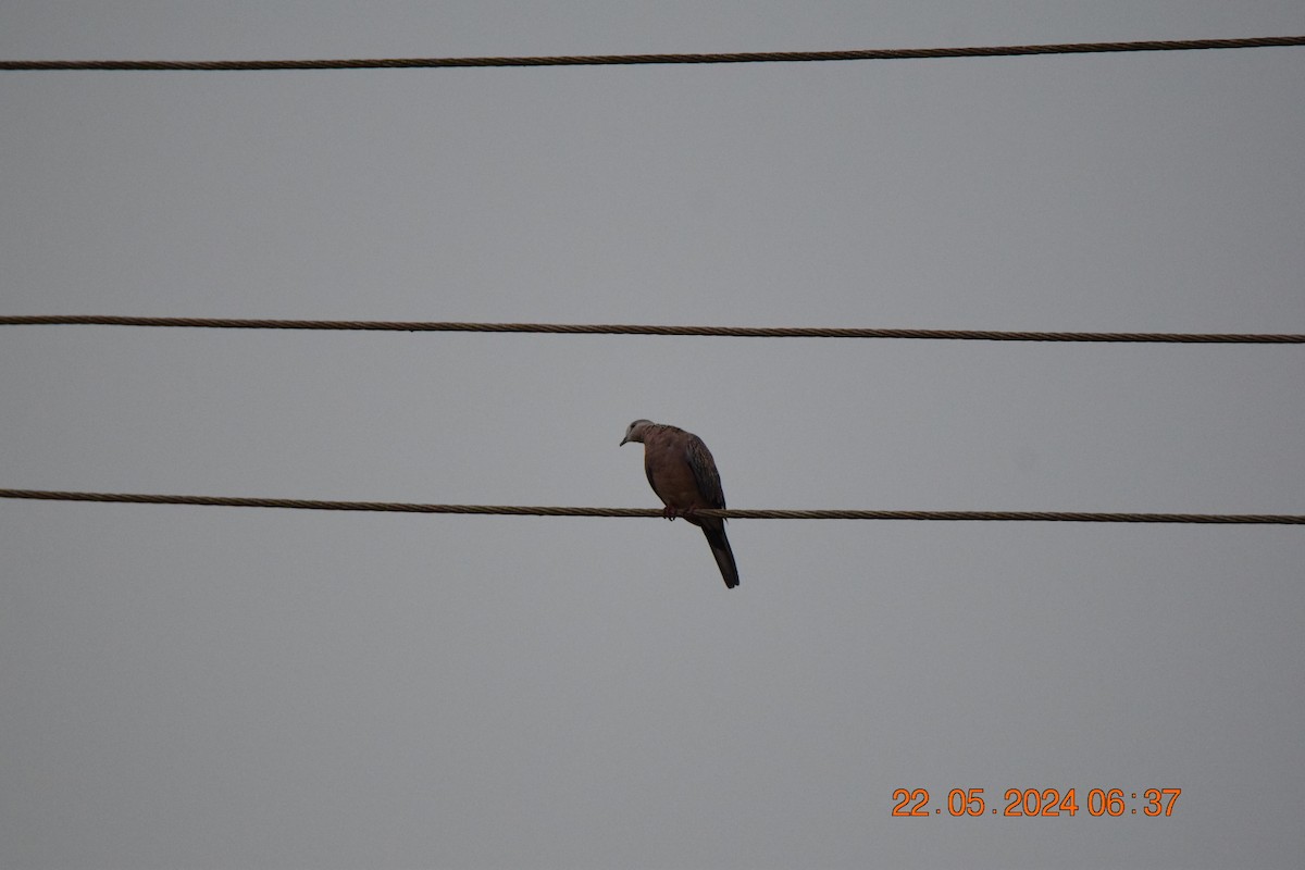 Spotted Dove - ML619440309