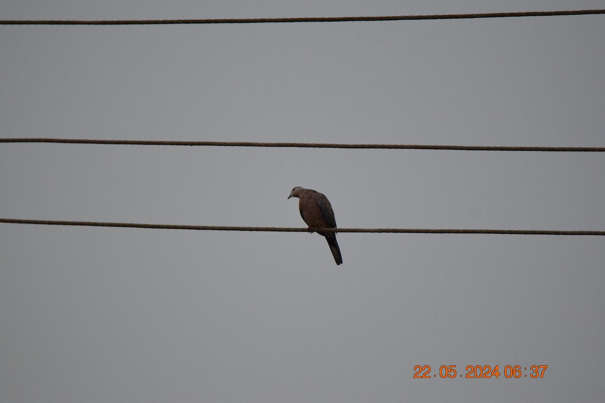 Spotted Dove - ML619440311