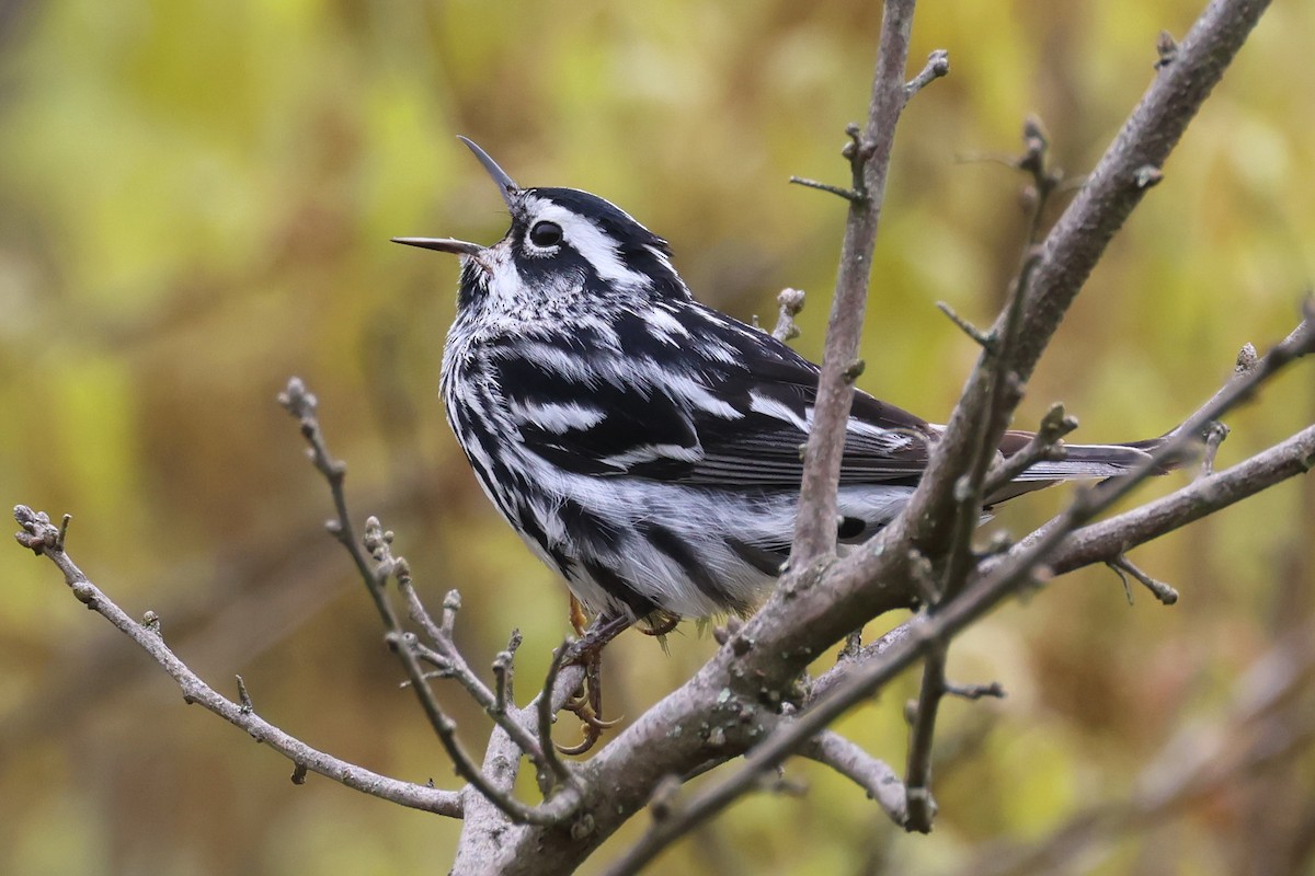 Black-and-white Warbler - ML619440332
