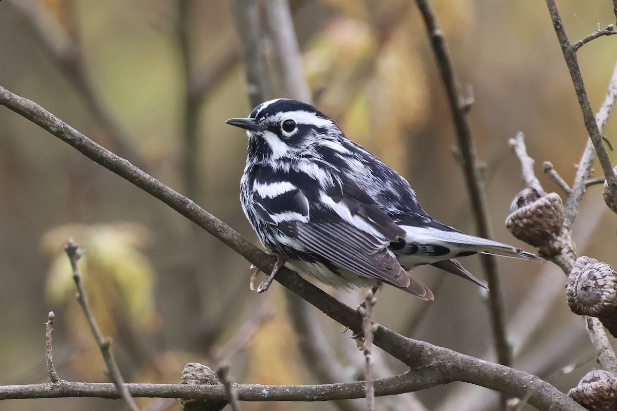 Black-and-white Warbler - ML619440333