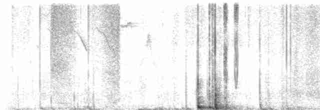 Дрізд-короткодзьоб Cвенсона - ML619440355