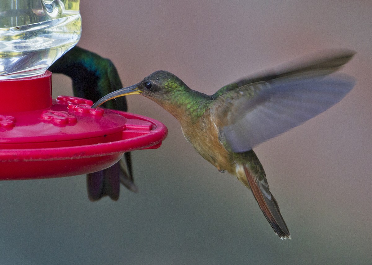 kolibřík ryšavoocasý - ML619440372