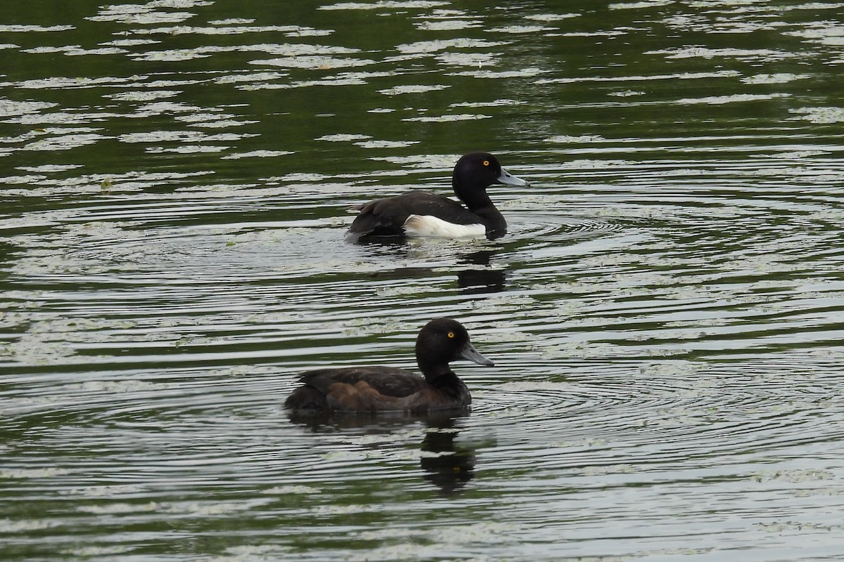 Tufted Duck - ML619440475