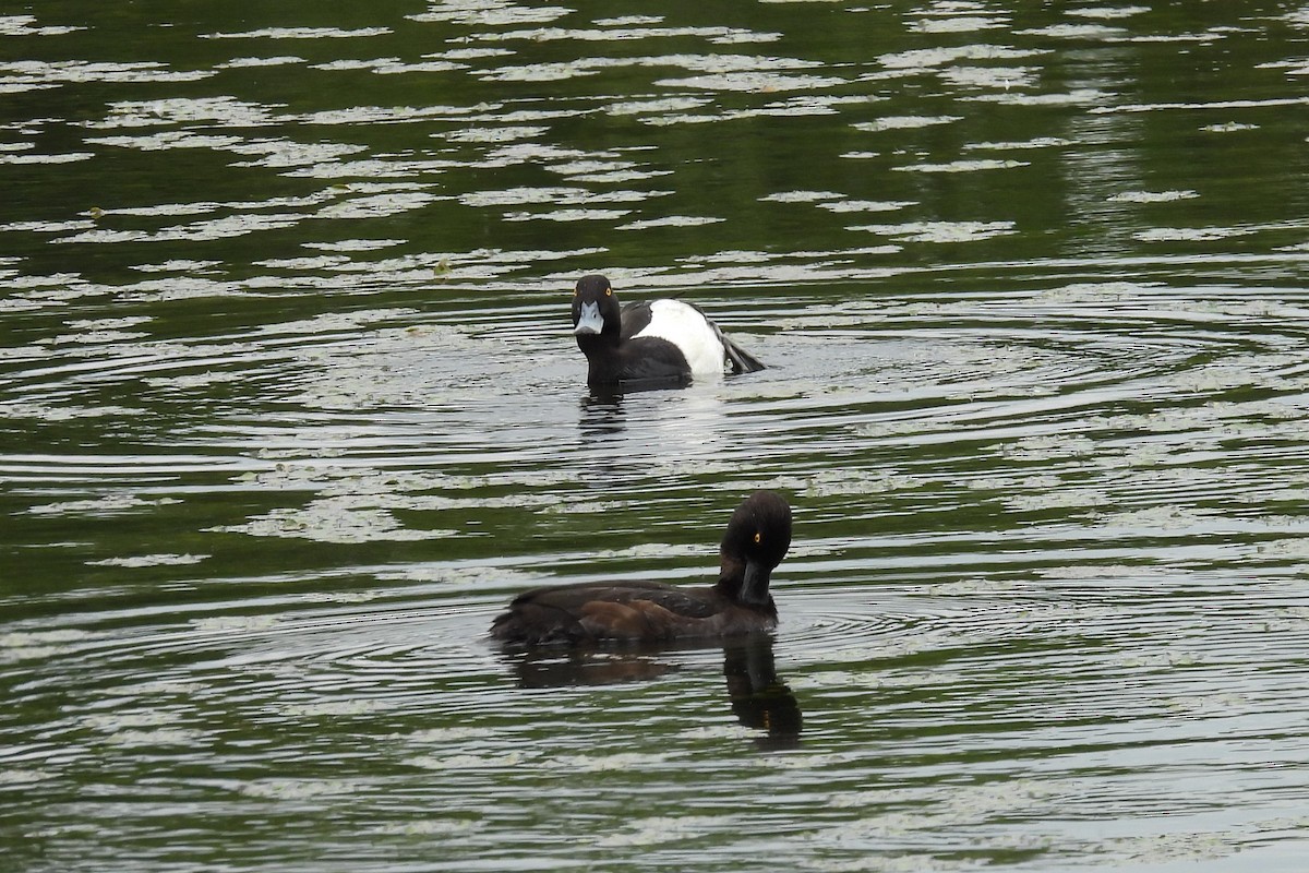 Tufted Duck - ML619440476