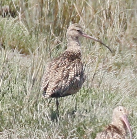Long-billed Curlew - ML619440506