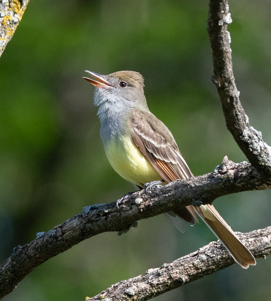 Great Crested Flycatcher - ML619440528