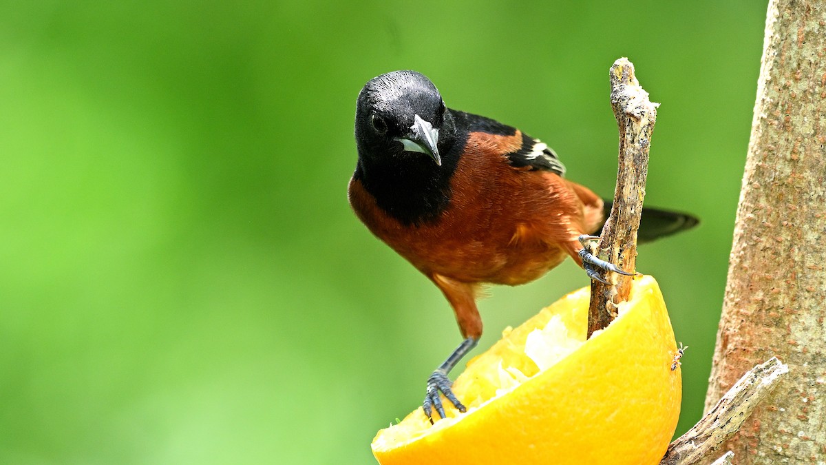 Orchard Oriole - ML619440531