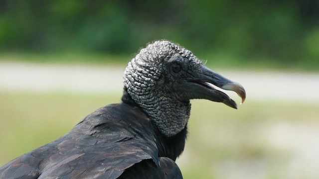 Black Vulture - ML619440534