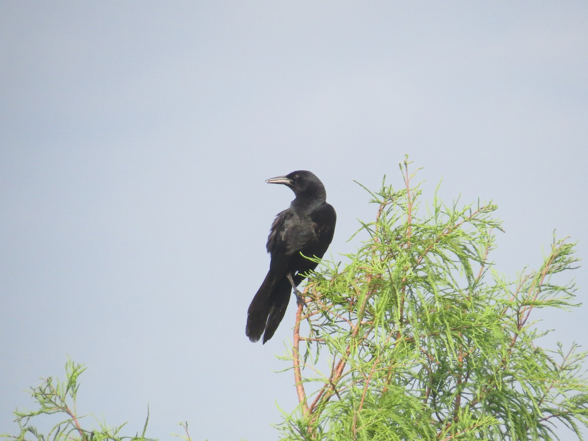Boat-tailed Grackle - ML619440667