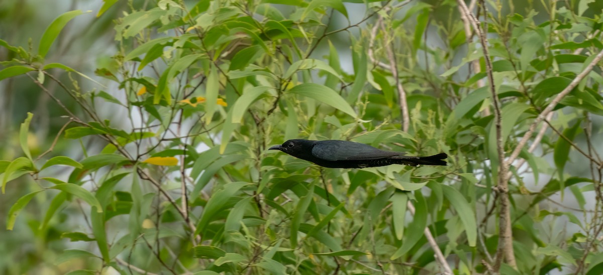 Square-tailed Drongo-Cuckoo - ML619440671