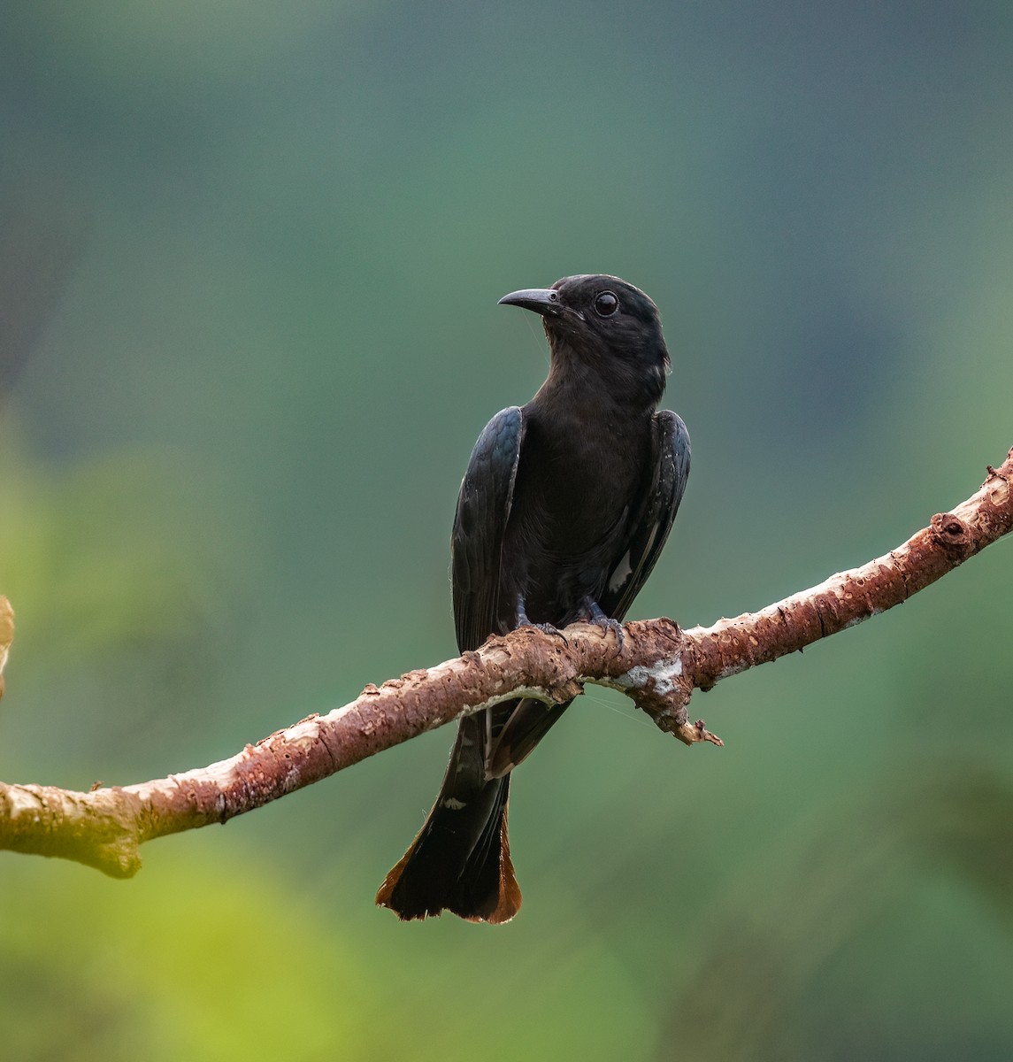 Square-tailed Drongo-Cuckoo - ML619440672