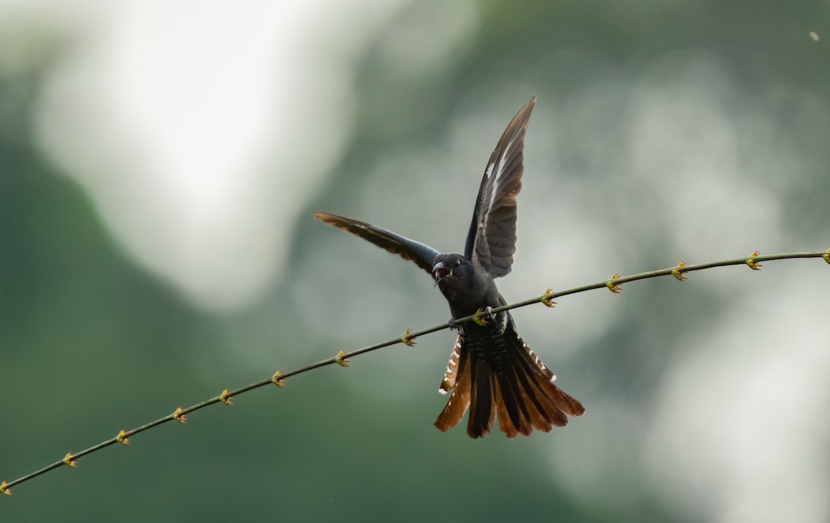 Square-tailed Drongo-Cuckoo - ML619440673