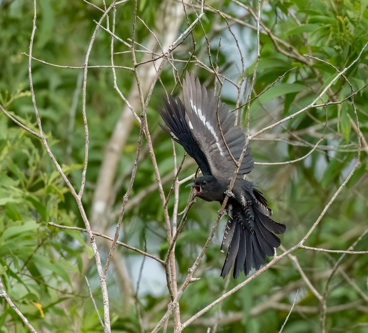 Square-tailed Drongo-Cuckoo - ML619440674