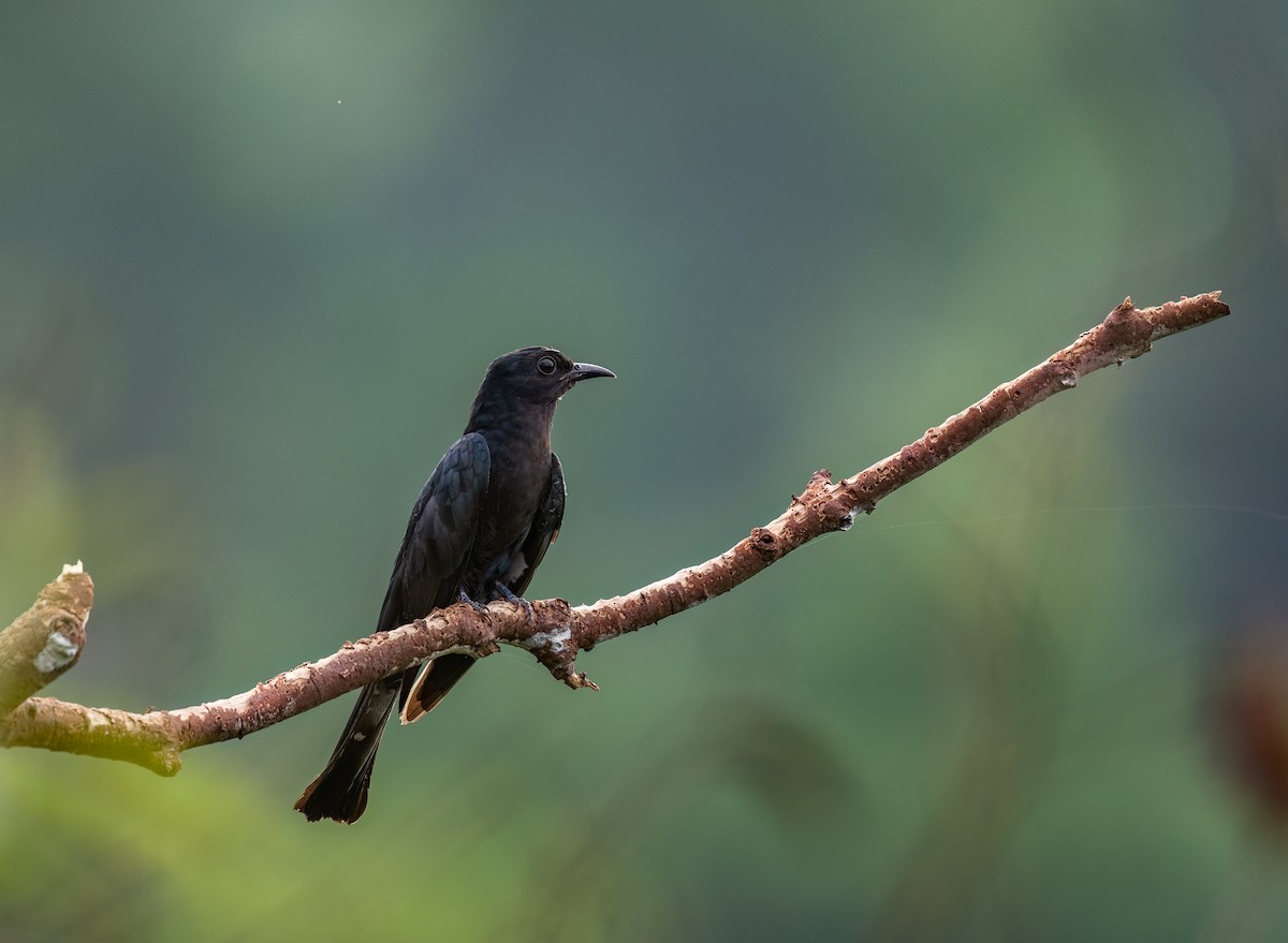 Square-tailed Drongo-Cuckoo - ML619440675