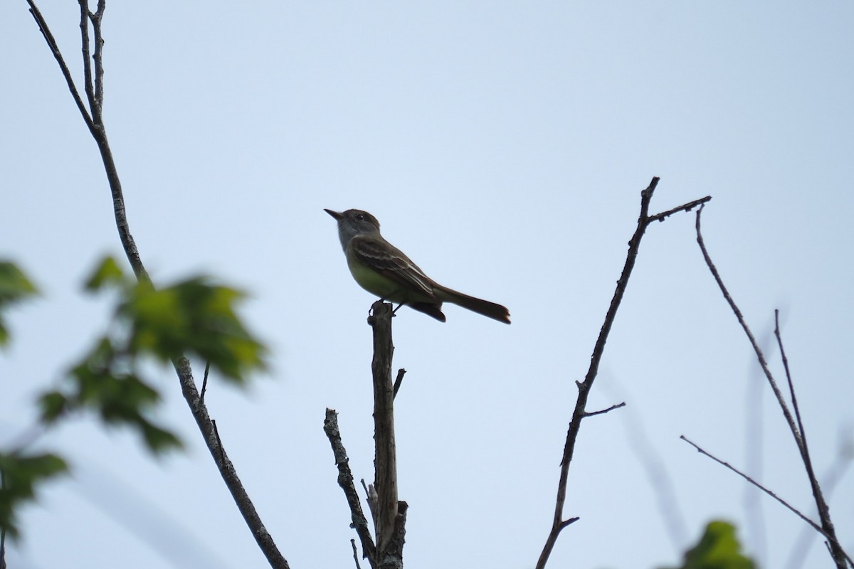 Great Crested Flycatcher - ML619440696