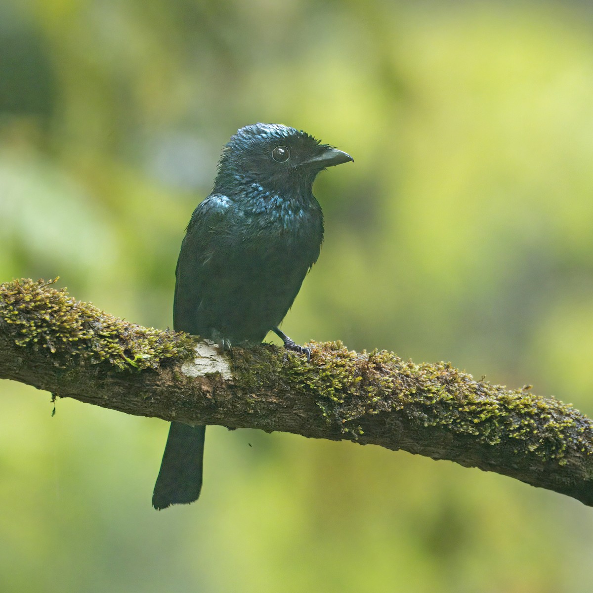 Lesser Racket-tailed Drongo - ML619440825