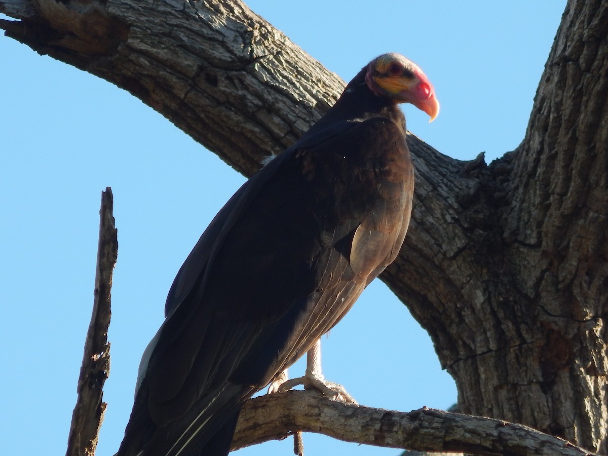 Lesser Yellow-headed Vulture - ML619440897