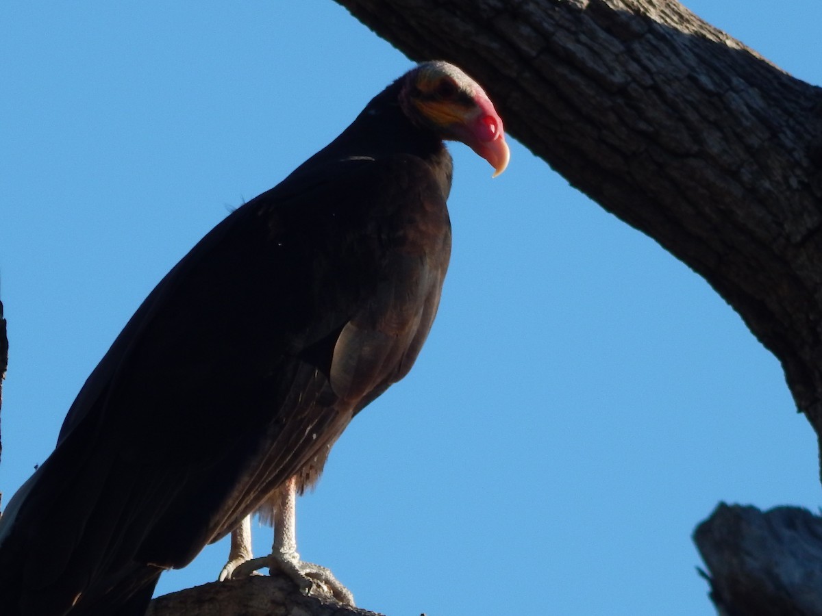 Lesser Yellow-headed Vulture - ML619440898