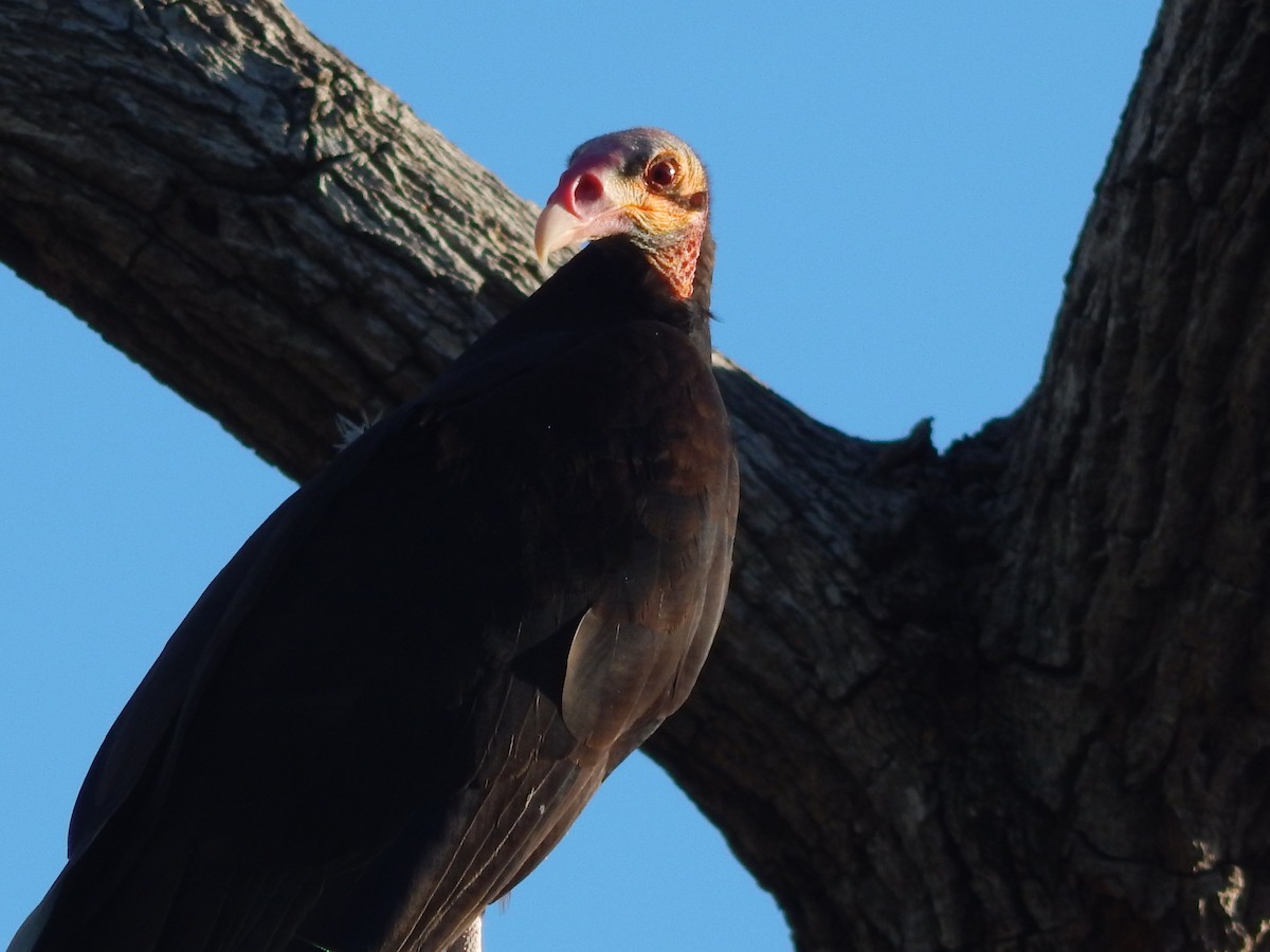 Lesser Yellow-headed Vulture - ML619440899