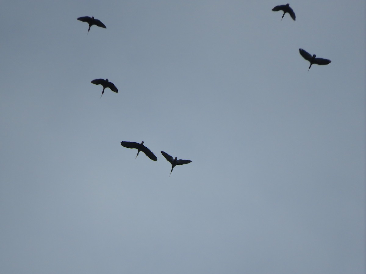 ibis tmavý - ML619440921
