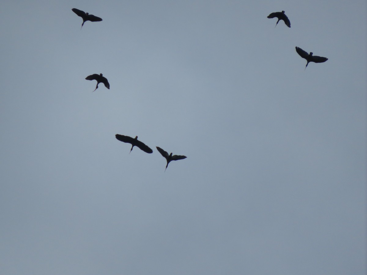 ibis tmavý - ML619440922
