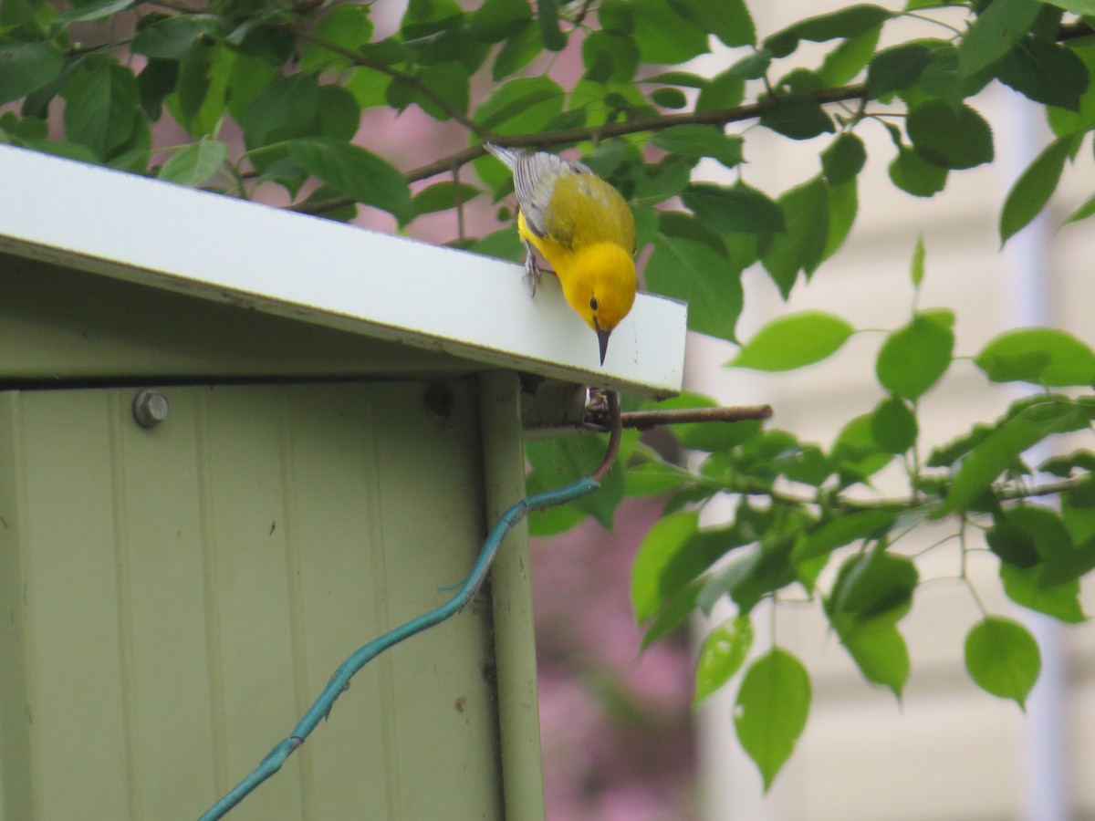 Prothonotary Warbler - ML619440968