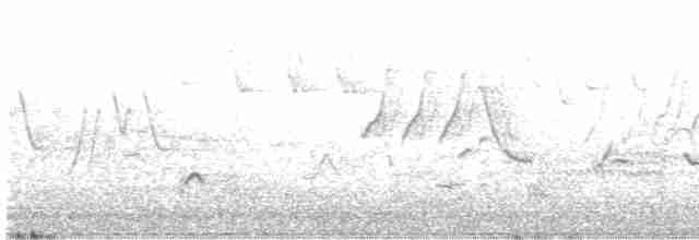 Flötenstärling (auricollis) - ML619441006