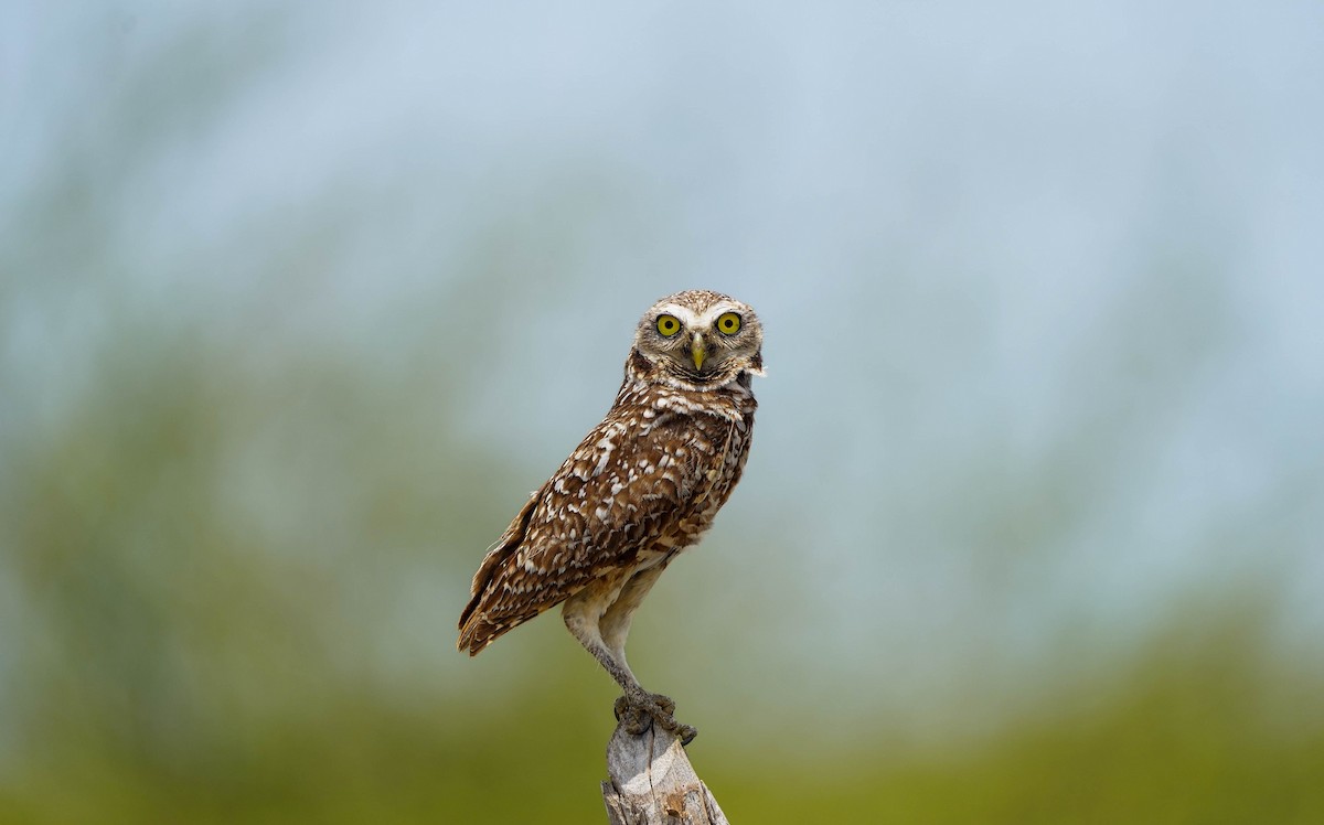 Burrowing Owl - ML619441038