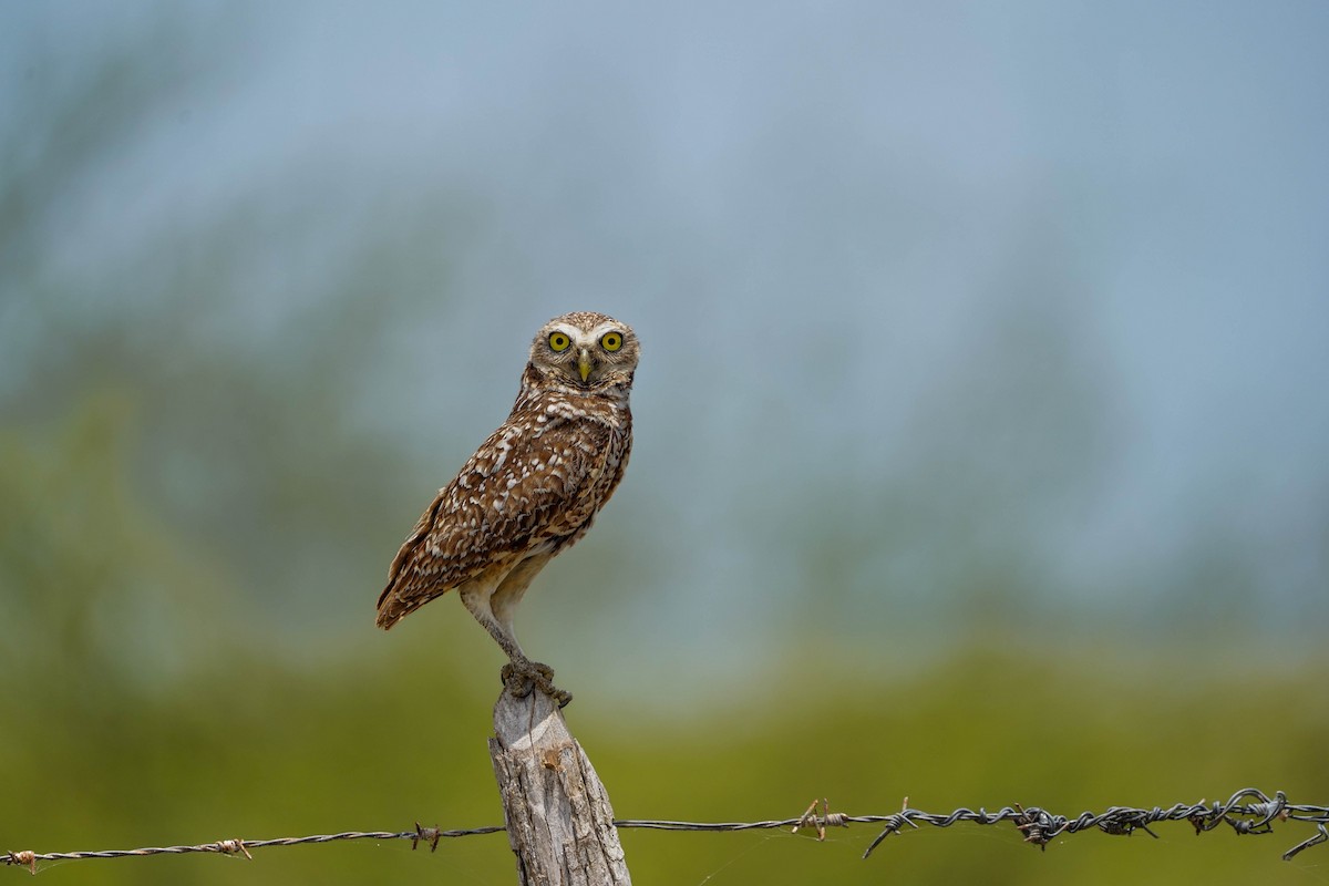Burrowing Owl - ML619441040