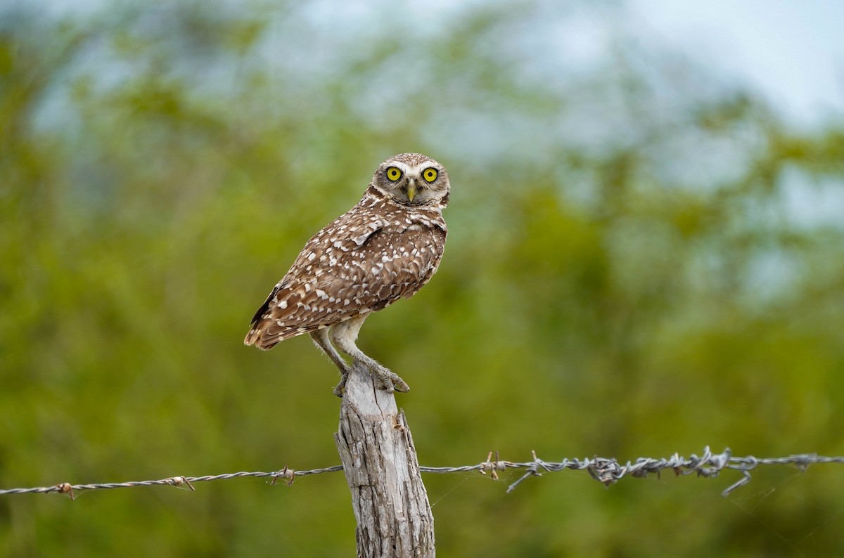 Burrowing Owl - ML619441041