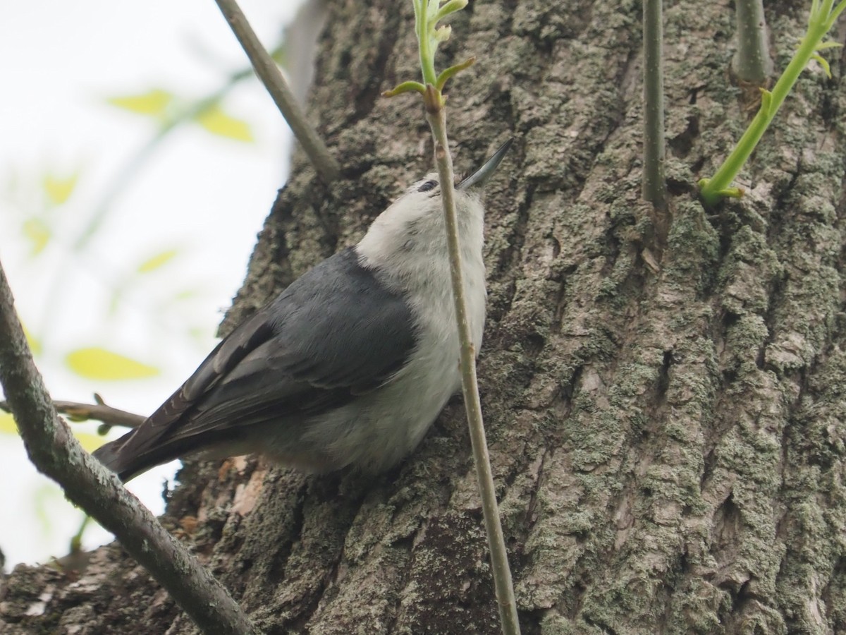 White-breasted Nuthatch - ML619441083